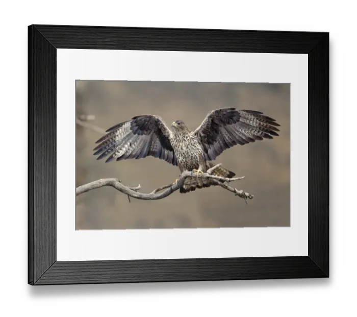 Framed Print : Bonellis Eagle (Aquila fasciata) immature female, third year plumage, with wings spread, perched on branch, Aragon Framed Print : Bonellis Eagle (Aquila fasciata) immature female, third year plumage, with wings spread, perched on branch, Aragon