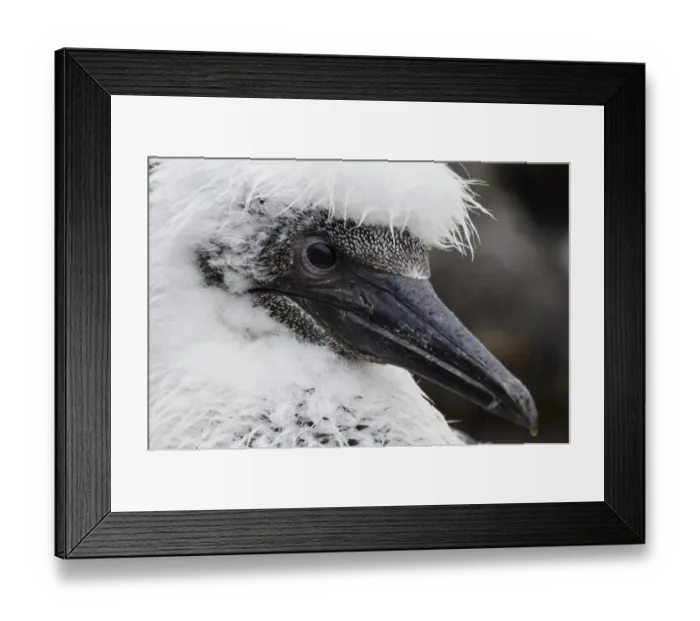 Framed Print : Northern Gannet (Morus bassanus) chick, close-up of head, wet during rainfall, Bass Rock, Firth of Forth, East Lothian Framed Print : Northern Gannet (Morus bassanus) chick, close-up of head, wet during rainfall, Bass Rock, Firth of Forth, East Lothian