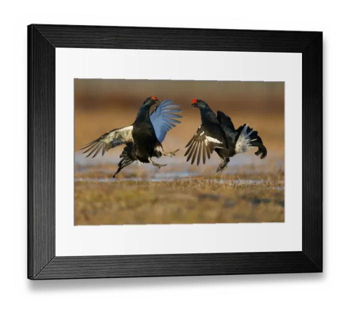 Framed Print : Black Grouse (Tetrao tetrix) two adult males, fighting at lek on bog, Finland, April Framed Print : Black Grouse (Tetrao tetrix) two adult males, fighting at lek on bog, Finland, April