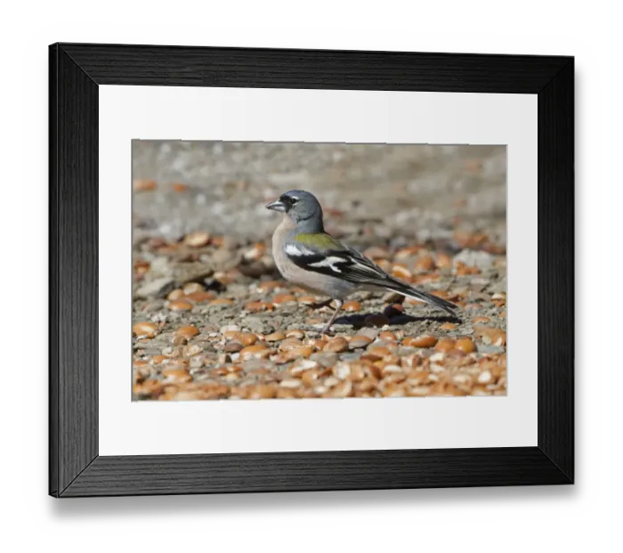 Framed Print : Common Chaffinch (Fringilla coelebs africana) North African subspecies, adult male, feeding on ground, Morocco, March Framed Print : Common Chaffinch (Fringilla coelebs africana) North African subspecies, adult male, feeding on ground, Morocco, March