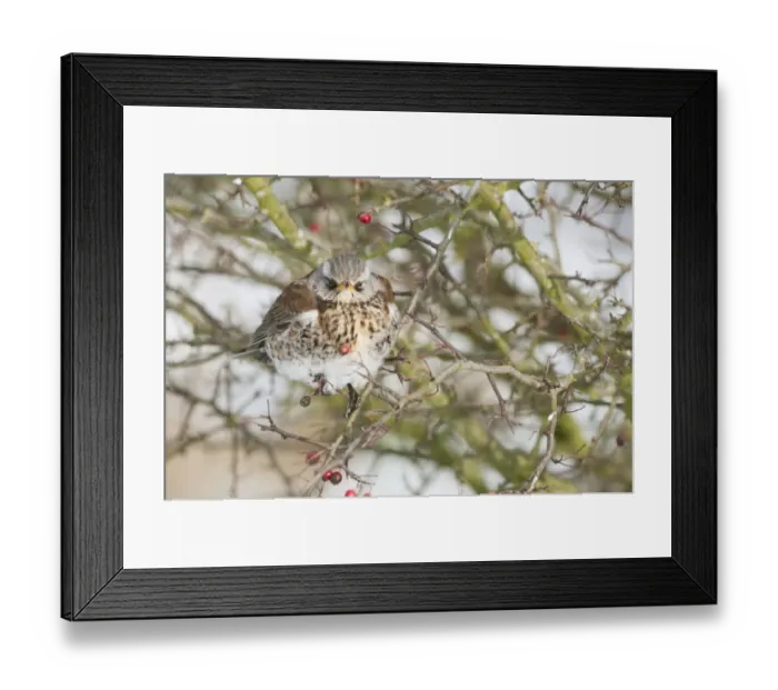 Framed Print : Fieldfare (Turdus pilaris) adult, with feathers fluffed up, perched on hawthorn twig with berries, Isle of Sheppey Framed Print : Fieldfare (Turdus pilaris) adult, with feathers fluffed up, perched on hawthorn twig with berries, Isle of Sheppey