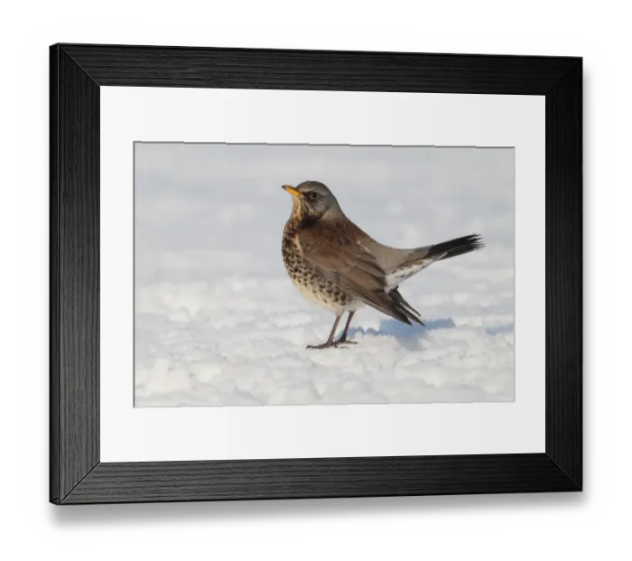 Framed Print : Fieldfare (Turdus pilaris) adult, holding territory, standing on snow, Hadleigh, Suffolk, England, February Framed Print : Fieldfare (Turdus pilaris) adult, holding territory, standing on snow, Hadleigh, Suffolk, England, February