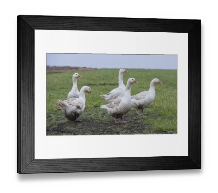 Framed Print : Domestic Goose, Embden, five adults, standing on grass in field, Rotherham, South Yorkshire, England, February Framed Print : Domestic Goose, Embden, five adults, standing on grass in field, Rotherham, South Yorkshire, England, February