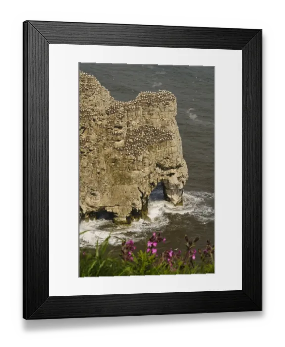 Framed Print : Northern Gannet (Morus bassanus) colony, nesting on cliffs over sea arch, with Red Campion (Silene dioica)