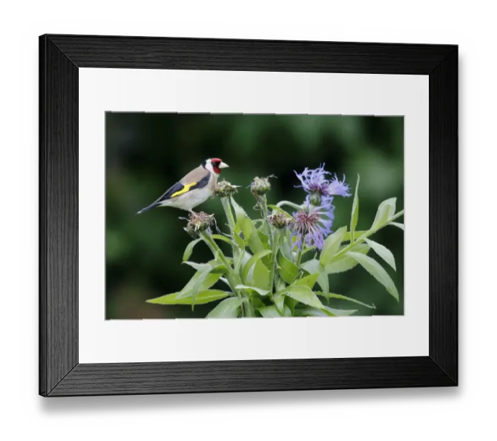 Framed Print : European Goldfinch (Carduelis carduelis) adult, feeding on cornflower seeds in garden, Warwickshire, England, June Framed Print : European Goldfinch (Carduelis carduelis) adult, feeding on cornflower seeds in garden, Warwickshire, England, June