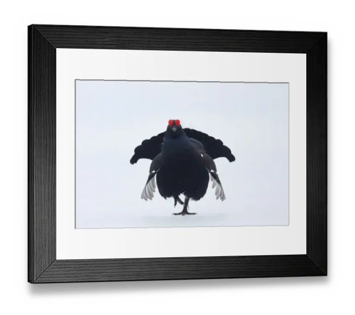 Framed Print : Black Grouse (Tetrao tetrix) adult male, displaying on snow at lek, Finland, April