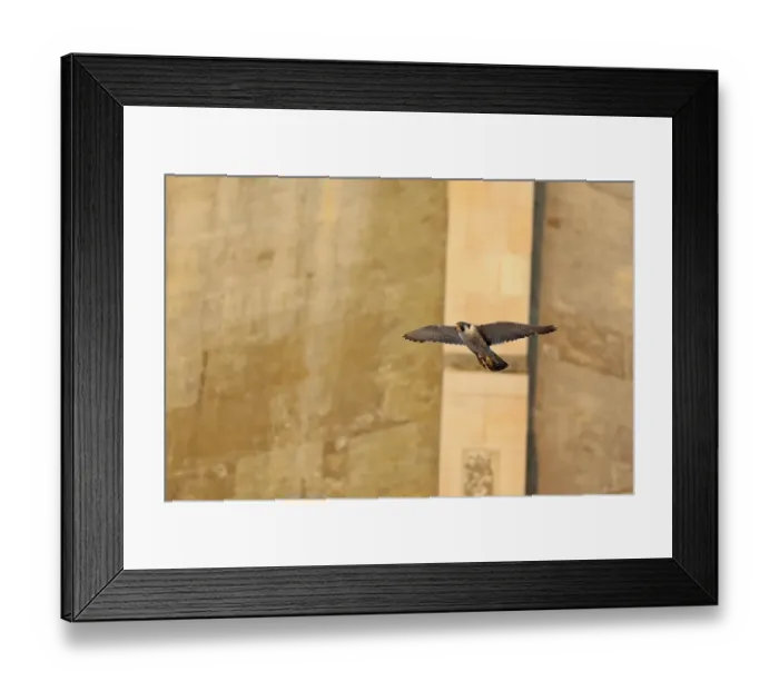 Framed Print : Peregrine Falcon (Falco peregrinus) adult, in flight, at cathedral nestsite, Norwich Cathedral, Norwich, Norfolk Framed Print : Peregrine Falcon (Falco peregrinus) adult, in flight, at cathedral nestsite, Norwich Cathedral, Norwich, Norfolk