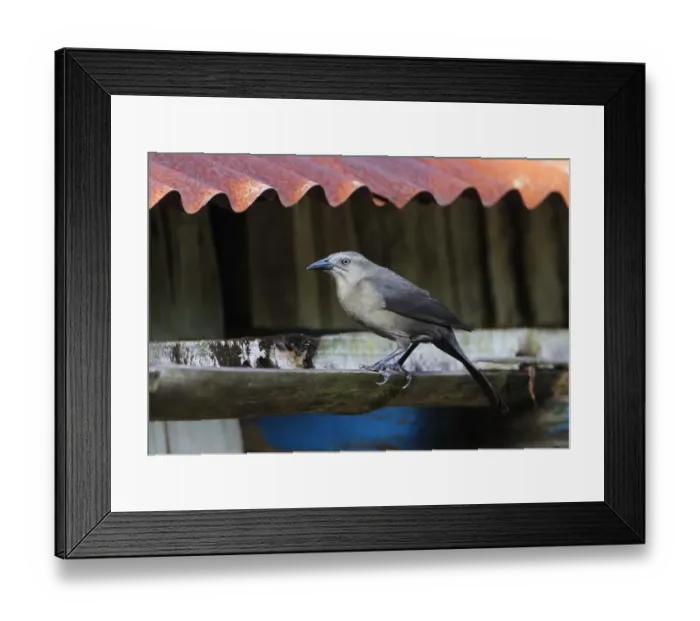 Framed Print : Carib Grackle (Quiscalus lugubris inflexirostris) adult female, perched on gutter, Fond Doux Plantation, St Framed Print : Carib Grackle (Quiscalus lugubris inflexirostris) adult female, perched on gutter, Fond Doux Plantation, St