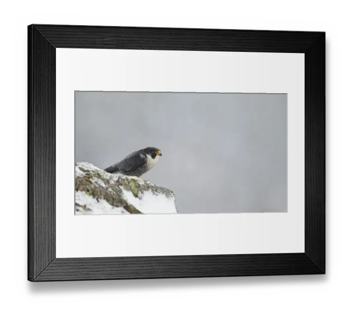 Framed Print : Peregrine Falcon (Falco peregrinus) adult, standing on snow covered rock during snowfall, Dumfries and Galloway Framed Print : Peregrine Falcon (Falco peregrinus) adult, standing on snow covered rock during snowfall, Dumfries and Galloway