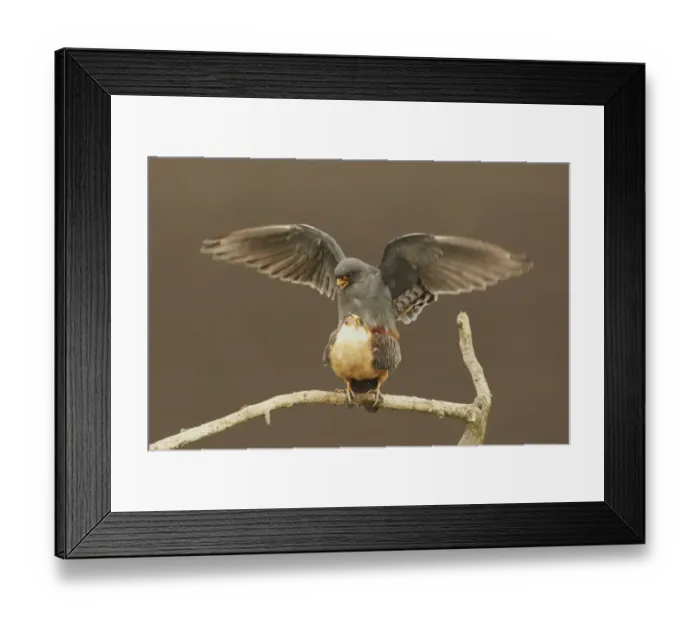 Framed Print : Red-footed Falcon (Falco vespertinus) adult pair, mating on branch, Hortobagy N. P. Hungary, May Framed Print : Red-footed Falcon (Falco vespertinus) adult pair, mating on branch, Hortobagy N. P. Hungary, May