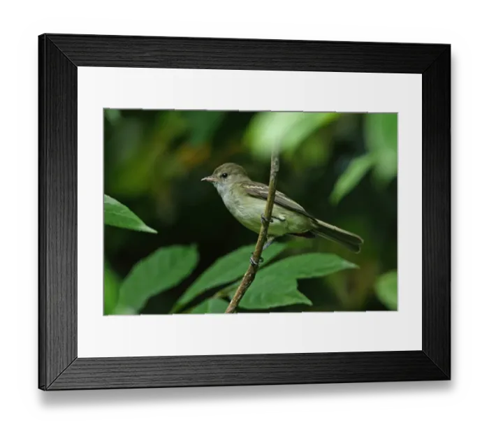 Framed Print : Caribbean Elaenia (Elaenia martinica martinica) adult, perched on twig, Fond Doux Plantation, St Framed Print : Caribbean Elaenia (Elaenia martinica martinica) adult, perched on twig, Fond Doux Plantation, St