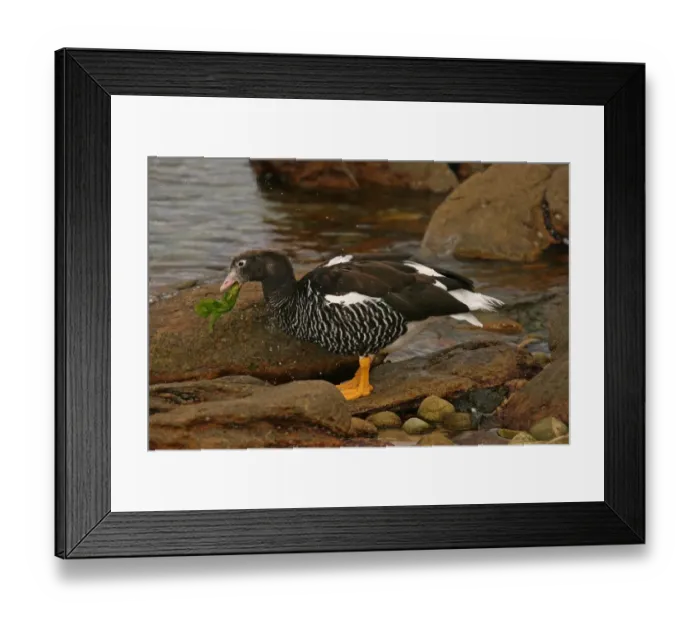 Framed Print : Kelp Goose (Chloephaga hybrida) adult female, feeding on kelp, New Island, Falkland Islands, March Framed Print : Kelp Goose (Chloephaga hybrida) adult female, feeding on kelp, New Island, Falkland Islands, March