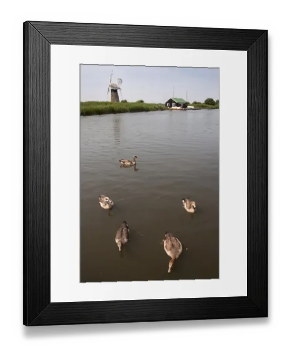 Framed Print : Egyptian Goose (Alopochen aegyptiacus) introduced species, adult pair with three goslings Framed Print : Egyptian Goose (Alopochen aegyptiacus) introduced species, adult pair with three goslings