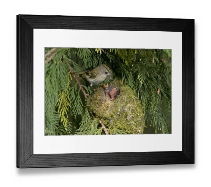 Framed Print : Goldcrest (Regulus regulus) adult male, feeding chicks at nest, nesting in Leyland Cypress (Cupressus x leylandii) Framed Print : Goldcrest (Regulus regulus) adult male, feeding chicks at nest, nesting in Leyland Cypress (Cupressus x leylandii)