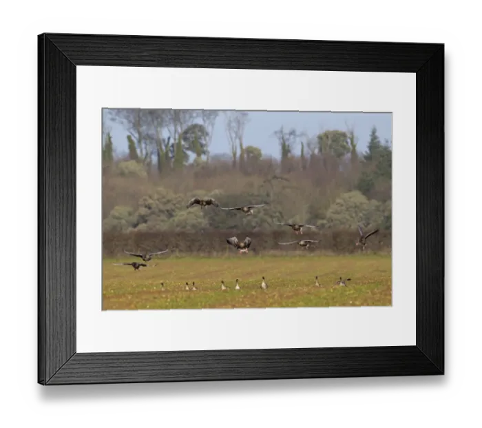 Framed Print : Pink-footed Goose (Anser brachyrhynchus) flock, in flight, landing on arable field, Norfolk, England, January Framed Print : Pink-footed Goose (Anser brachyrhynchus) flock, in flight, landing on arable field, Norfolk, England, January