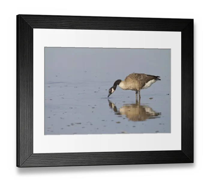 Framed Print : Canada Goose (Branta canadensis) introduced species, adult, feeding in shallow water, in coastal wetland Framed Print : Canada Goose (Branta canadensis) introduced species, adult, feeding in shallow water, in coastal wetland