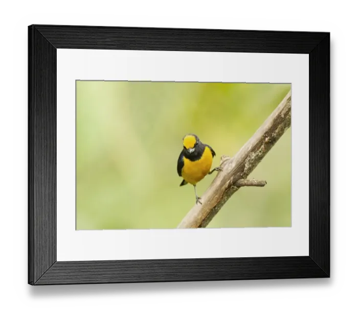 Framed Print : Orange-bellied Euphonia (Euphonia xanthogaster) adult male, perched on twig in montane rainforest, Andes, Ecuador Framed Print : Orange-bellied Euphonia (Euphonia xanthogaster) adult male, perched on twig in montane rainforest, Andes, Ecuador