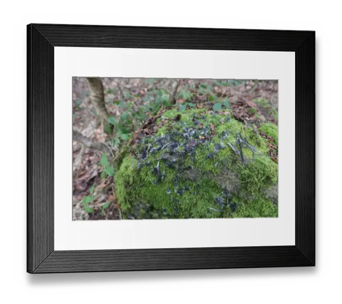 Framed Print : Eurasian Bullfinch (Pyrrhula pyrrhula) feathers, remains of raptor kill on plucking post, Haywood, Derbyshire, England Framed Print : Eurasian Bullfinch (Pyrrhula pyrrhula) feathers, remains of raptor kill on plucking post, Haywood, Derbyshire, England