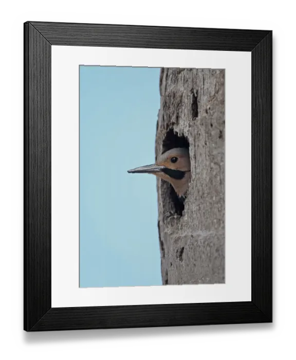 Framed Print : Northern Flicker (Colaptes auratus chrysocaulosus) adult male, looking out from nesthole entrance in tree trunk Framed Print : Northern Flicker (Colaptes auratus chrysocaulosus) adult male, looking out from nesthole entrance in tree trunk