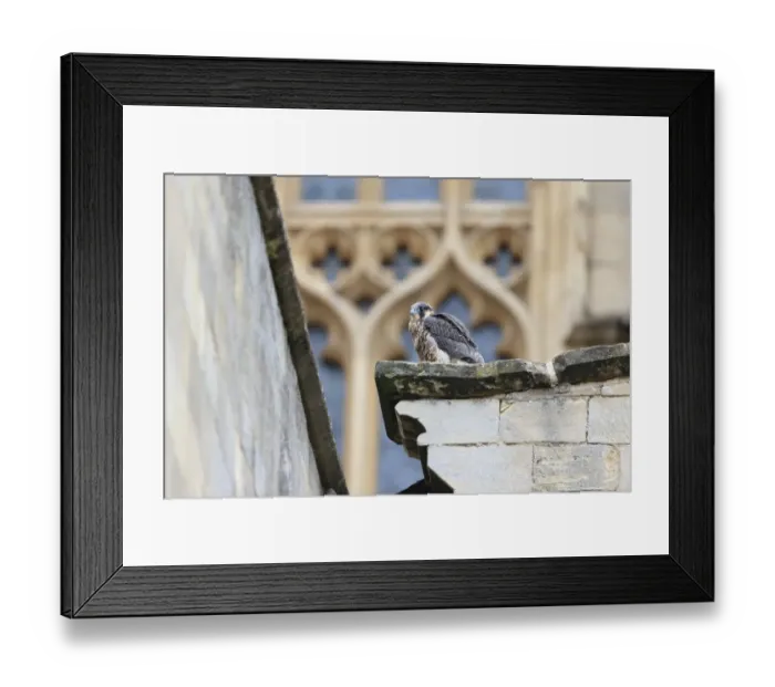 Framed Print : Peregrine Falcon (Falco peregrinus) juvenile, perched at cathedral nestsite, Norwich Cathedral, Norwich, Norfolk Framed Print : Peregrine Falcon (Falco peregrinus) juvenile, perched at cathedral nestsite, Norwich Cathedral, Norwich, Norfolk