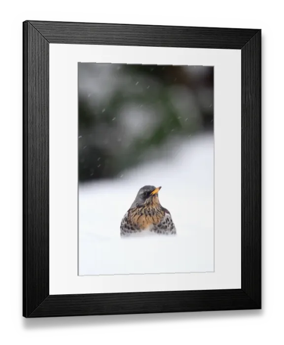 Framed Print : Fieldfare (Turdus pilaris) adult, standing in snow during snowfall, Warwickshire, England, January Framed Print : Fieldfare (Turdus pilaris) adult, standing in snow during snowfall, Warwickshire, England, January