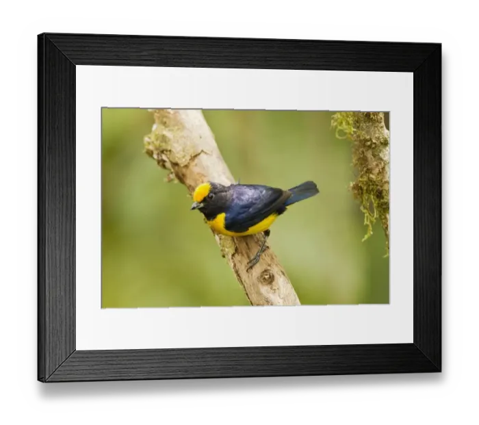 Framed Print : Orange-bellied Euphonia (Euphonia xanthogaster) adult male, perched on twig in montane rainforest, Andes, Ecuador