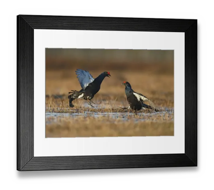 Framed Print : Black Grouse (Tetrao tetrix) two adult males, fighting at lek on bog, Finland, April Framed Print : Black Grouse (Tetrao tetrix) two adult males, fighting at lek on bog, Finland, April