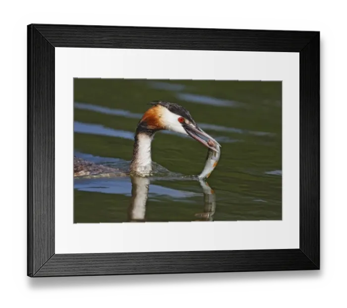 Framed Print : Great Crested Grebe (Podiceps cristatus) adult, close-up of head, with fish in beak, Horning, River Bure, The Broads Framed Print : Great Crested Grebe (Podiceps cristatus) adult, close-up of head, with fish in beak, Horning, River Bure, The Broads