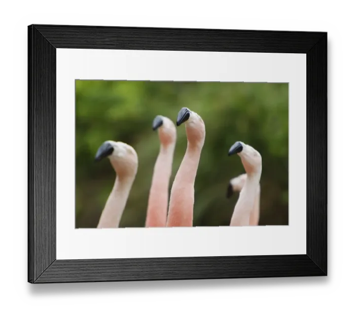 Framed Print : Chilean Flamingo (Phoenicopterus chilensis) adults, close-up of heads and necks, in courtship dance