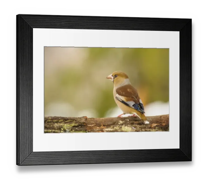 Framed Print : Hawfinch (Coccothraustes coccothraustes) adult female, perched on log, Capanne di Marcarolo Regional Park, Lerma Framed Print : Hawfinch (Coccothraustes coccothraustes) adult female, perched on log, Capanne di Marcarolo Regional Park, Lerma