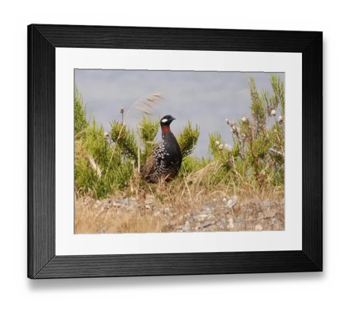 Framed Print : Black Francolin (Francolinus francolinus) adult male, standing amongst vegetation, Cyprus, April Framed Print : Black Francolin (Francolinus francolinus) adult male, standing amongst vegetation, Cyprus, April