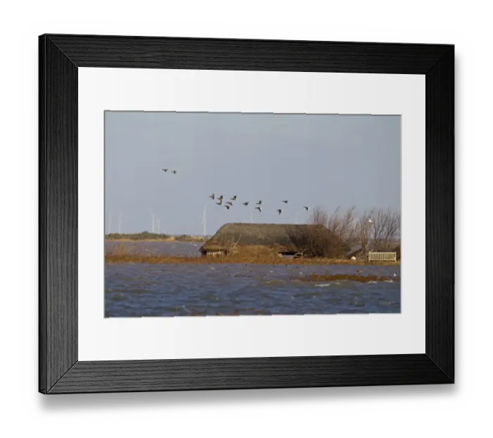 Framed Print : Brent Goose (Branta bernicla) flock, in flight over flooded coastal marshland habitat