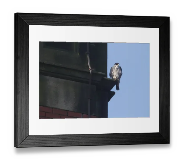 Framed Print : Peregrine Falcon (Falco peregrinus) adult, perched on building ledge in town, East Mill, Belper, Derbyshire, England Framed Print : Peregrine Falcon (Falco peregrinus) adult, perched on building ledge in town, East Mill, Belper, Derbyshire, England
