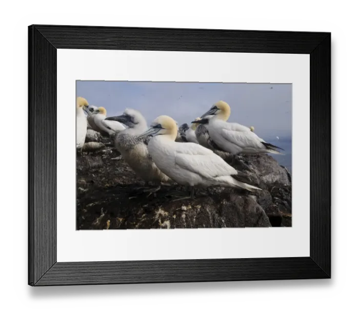 Framed Print : Northern Gannet (Morus bassanus) adults and chicks, nesting colony on volcanic plug island, Bass Rock, Firth of Forth Framed Print : Northern Gannet (Morus bassanus) adults and chicks, nesting colony on volcanic plug island, Bass Rock, Firth of Forth