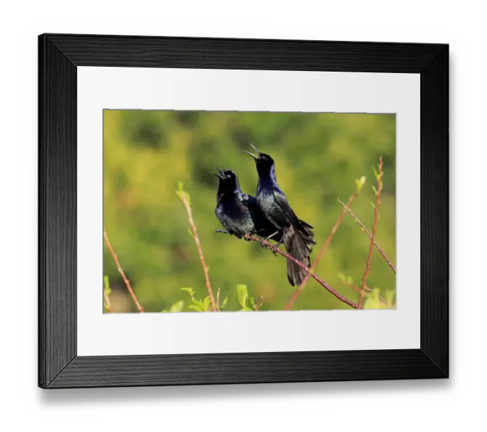 Framed Print : Boat-tailed Grackle (Quiscalus major) two adult males, calling, perched on twig, Wakodahatchee Wetlands, Delray Beach Framed Print : Boat-tailed Grackle (Quiscalus major) two adult males, calling, perched on twig, Wakodahatchee Wetlands, Delray Beach