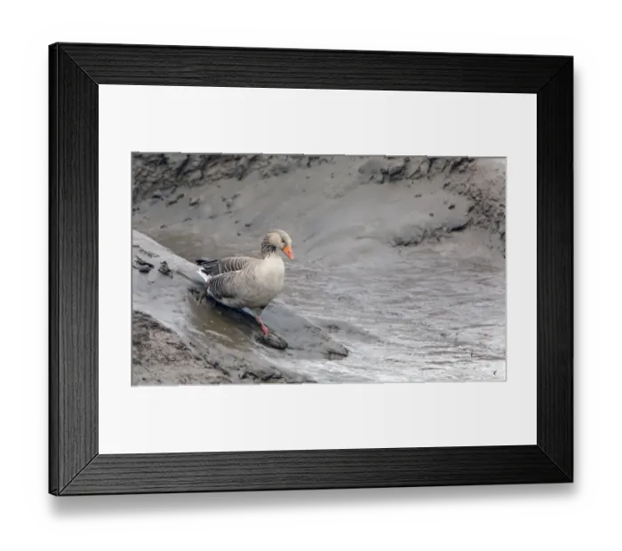 Framed Print : Greylag Goose (Anser anser) adult, walking down bank of tidal creek, on mudflats at low tide, Snettisham RSPB Reserve Framed Print : Greylag Goose (Anser anser) adult, walking down bank of tidal creek, on mudflats at low tide, Snettisham RSPB Reserve