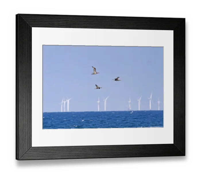 Framed Print : Northern Gannet (Morus bassanus) three juveniles, in flight, on migration over sea Framed Print : Northern Gannet (Morus bassanus) three juveniles, in flight, on migration over sea