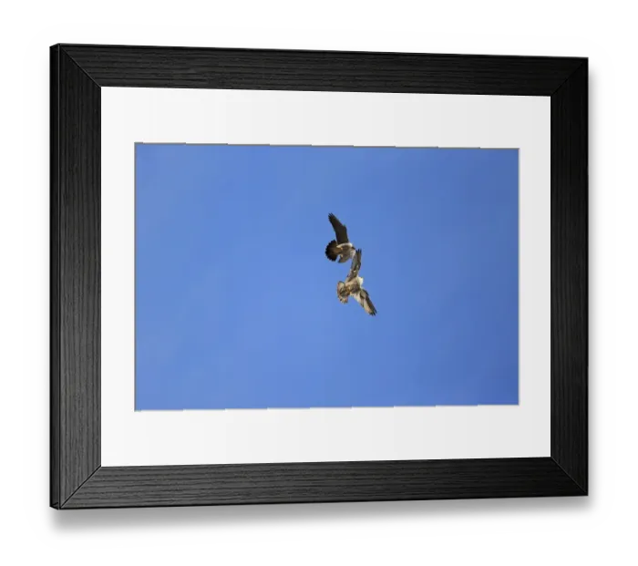 Framed Print : Lesser Kestrel (Falco naumanni) adult male, in flight, transferring Centipede (Scolopendra sp) Framed Print : Lesser Kestrel (Falco naumanni) adult male, in flight, transferring Centipede (Scolopendra sp)