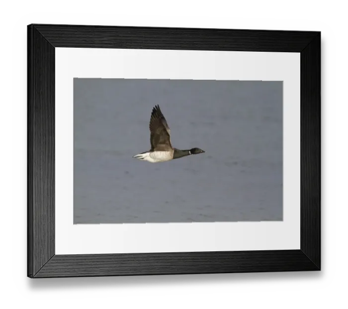 Framed Print : Brent Goose (Branta bernicla hrota) pale-bellied subspecies, adult, in flight over sea, Northern Ireland, February Framed Print : Brent Goose (Branta bernicla hrota) pale-bellied subspecies, adult, in flight over sea, Northern Ireland, February