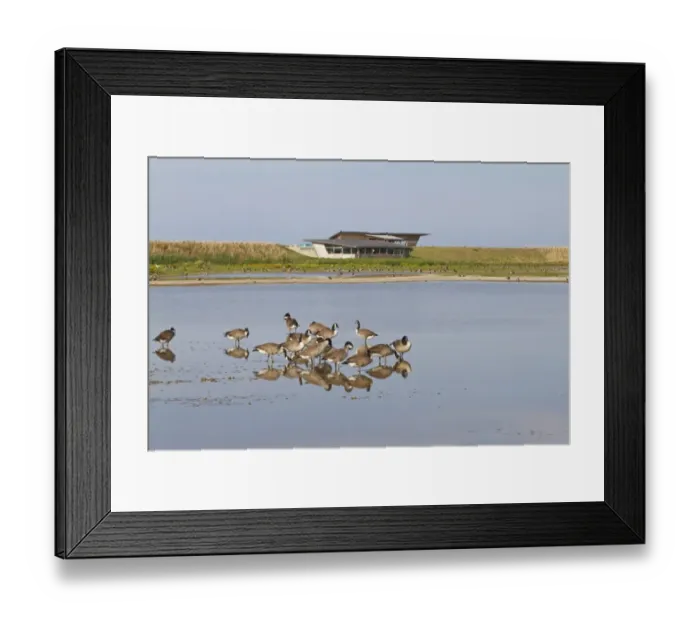 Framed Print : Canada Goose (Branta canadensis) introduced species, adults, flock preening in shallow water Framed Print : Canada Goose (Branta canadensis) introduced species, adults, flock preening in shallow water