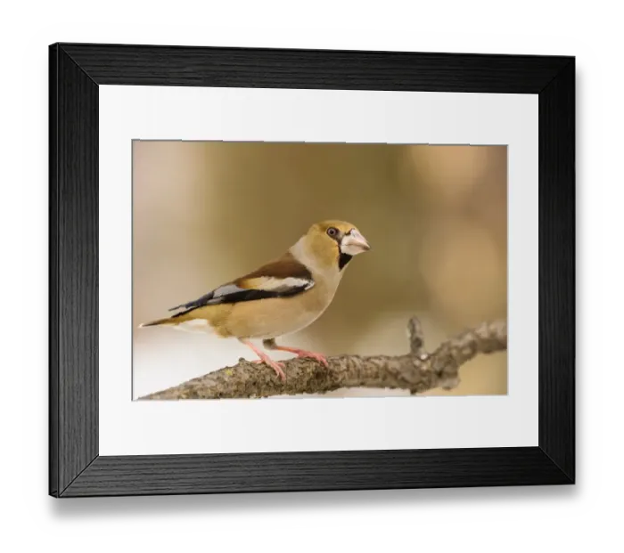 Framed Print : Hawfinch (Coccothraustes coccothraustes) adult female, perched on branch, Capanne di Marcarolo Regional Park, Lerma