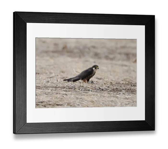 Framed Print : Eleonoras Falcon (Falco eleonorae) pale morph, adult, feeding on Eurasian Scops-owl (Otus scops) prey, Lemnos, Greece