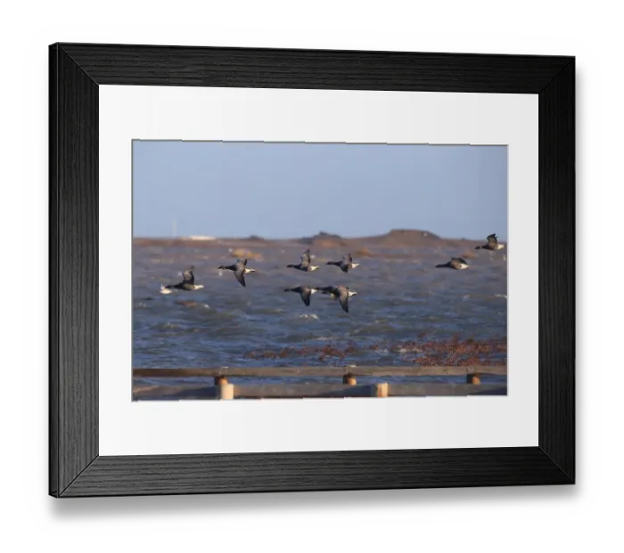 Framed Print : Brent Goose (Branta bernicla bernicla) dark-bellied form, flock, in flight over flooded coastal marshland habitat after Framed Print : Brent Goose (Branta bernicla bernicla) dark-bellied form, flock, in flight over flooded coastal marshland habitat after