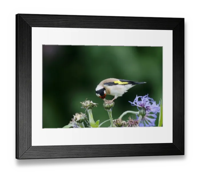 Framed Print : European Goldfinch (Carduelis carduelis) adult, feeding on cornflower seeds in garden, Warwickshire, England, June Framed Print : European Goldfinch (Carduelis carduelis) adult, feeding on cornflower seeds in garden, Warwickshire, England, June