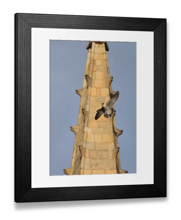 Framed Print : Peregrine Falcon (Falco peregrinus) adult, in flight, with bird prey in talons at cathedral nestsite Framed Print : Peregrine Falcon (Falco peregrinus) adult, in flight, with bird prey in talons at cathedral nestsite