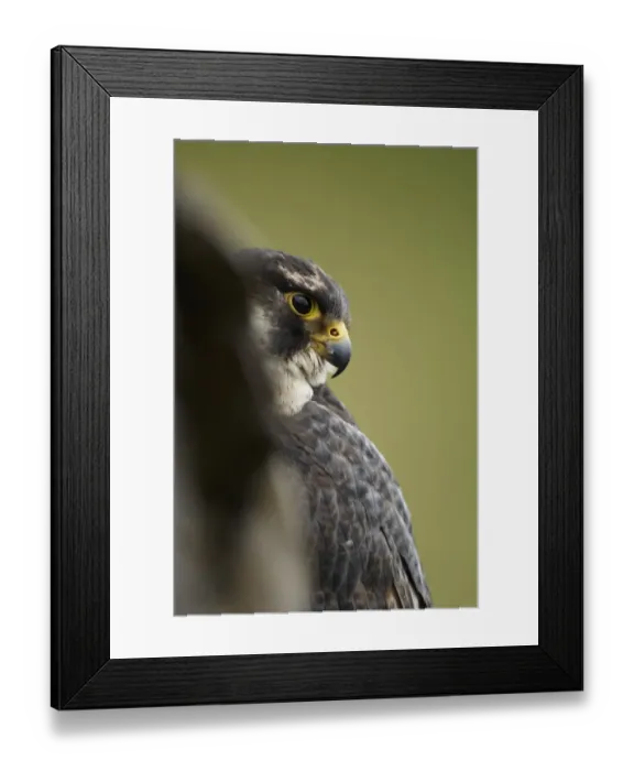 Framed Print : Peregrine Falcon (Falco peregrinus) immature, peering from cliff-face, Powys, Wales, January (captive)