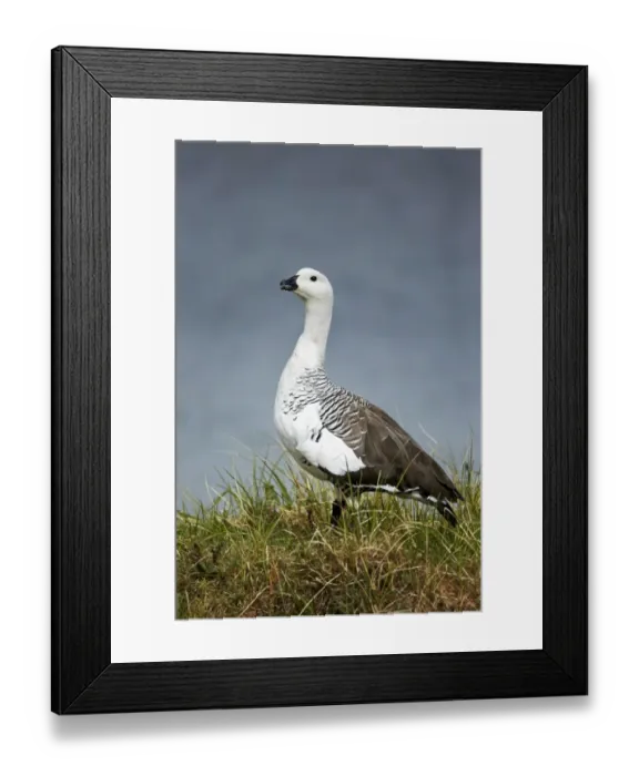 Framed Print : Upland Goose (Chloephaga picta) adult male, standing near water, Torres del Paine N. P Framed Print : Upland Goose (Chloephaga picta) adult male, standing near water, Torres del Paine N. P