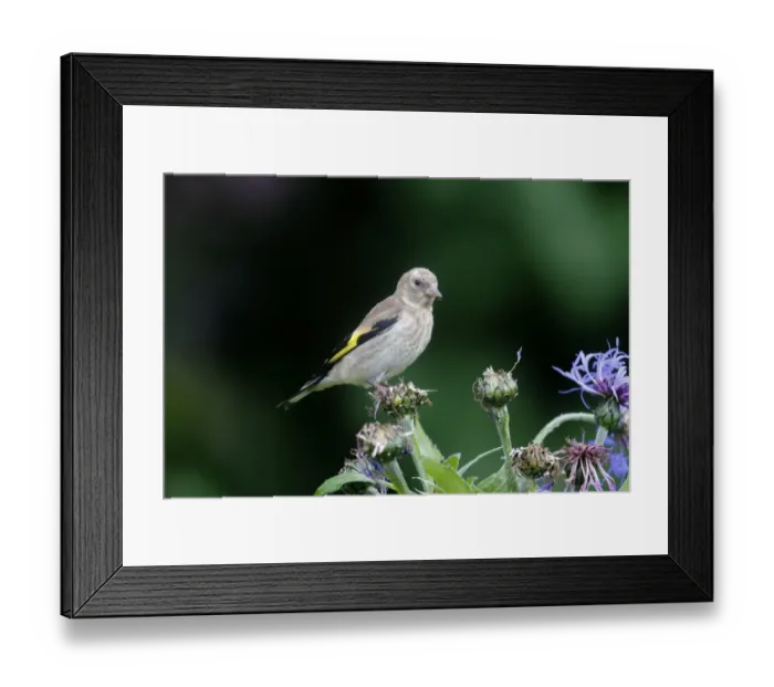 Framed Print : European Goldfinch (Carduelis carduelis) juvenile, feeding on cornflower seeds in garden, Warwickshire, England, June Framed Print : European Goldfinch (Carduelis carduelis) juvenile, feeding on cornflower seeds in garden, Warwickshire, England, June