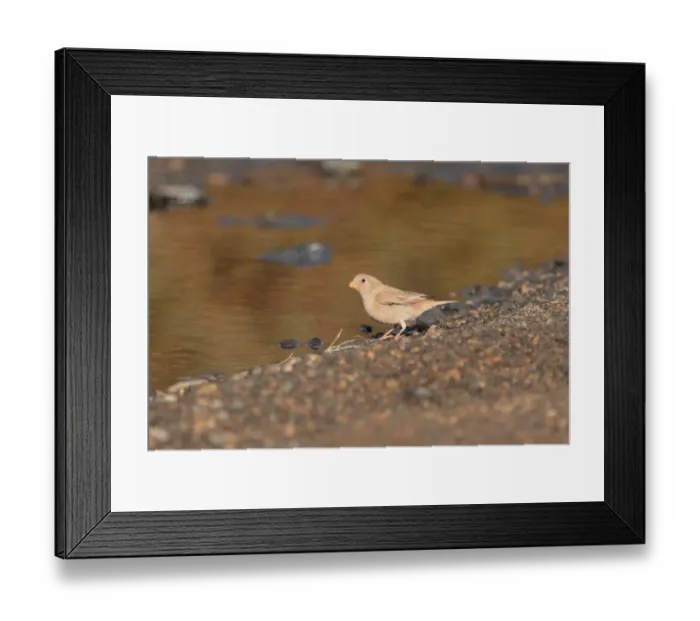 Framed Print : Trumpeter Finch (Bucanetes githagineus) adult female, drinking, Tindaya, Fuerteventura, Canary Islands, March Framed Print : Trumpeter Finch (Bucanetes githagineus) adult female, drinking, Tindaya, Fuerteventura, Canary Islands, March