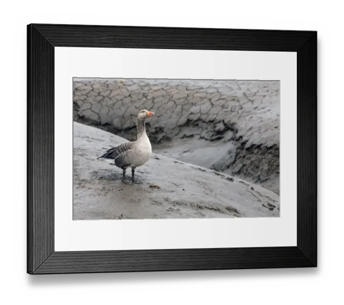 Framed Print : Greylag Goose (Anser anser) adult, standing on bank of tidal creek, on mudflats at low tide, Snettisham RSPB Reserve Framed Print : Greylag Goose (Anser anser) adult, standing on bank of tidal creek, on mudflats at low tide, Snettisham RSPB Reserve